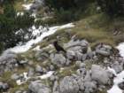 peca75_small.jpg