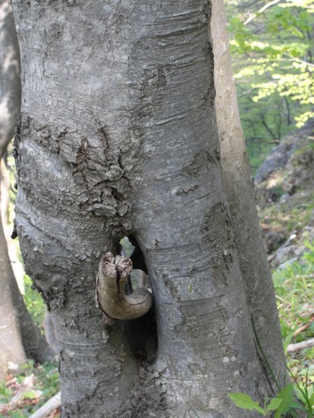 velikokozje36.jpg