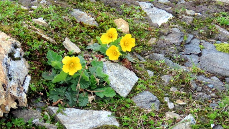 ankogel20263.jpg