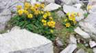 ankogel202631_small.jpg