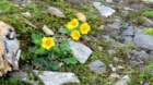 ankogel20263_small.jpg
