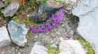 ankogel20268_small.jpg