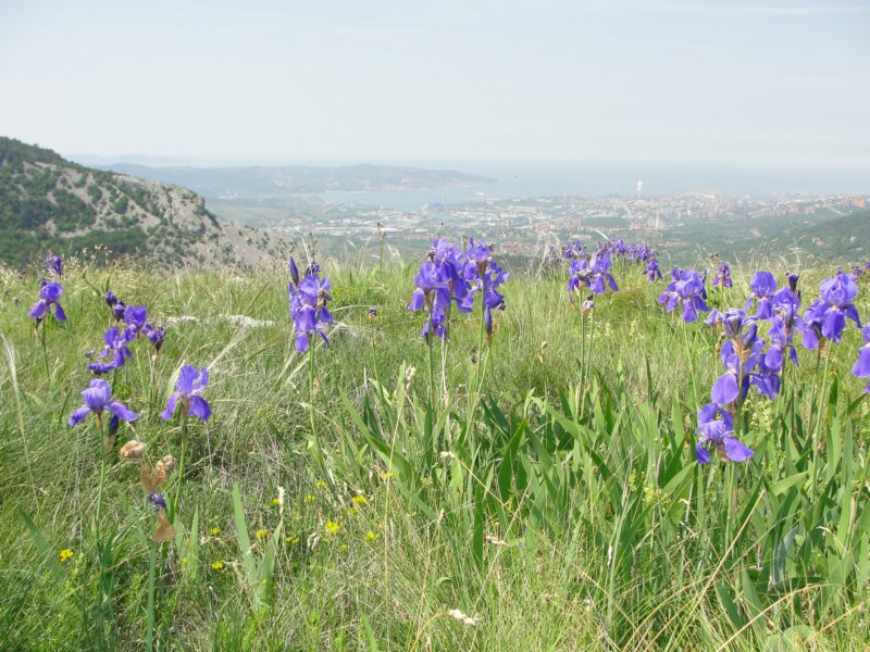 glinica97.jpg