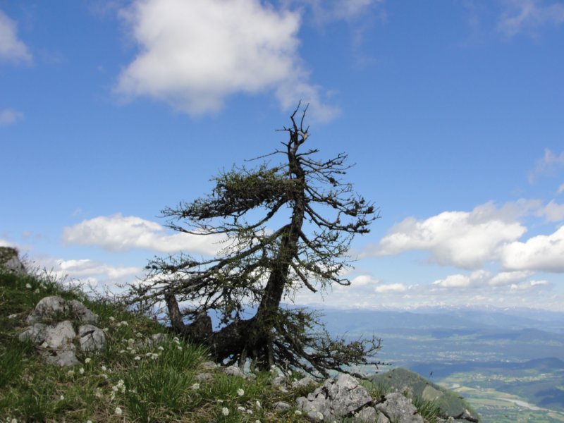 ptijivrhgolica46.jpg