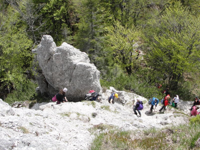 ptijivrhgolica91.jpg