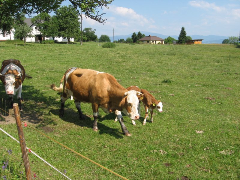 pohodstankakoflerja62.jpg