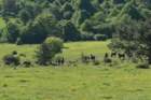 ilentabor202514_small.jpg