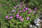 ilentabor202521_small.jpg