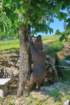 ilentabor202529_small.jpg