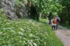 ilentabor202559_small.jpg