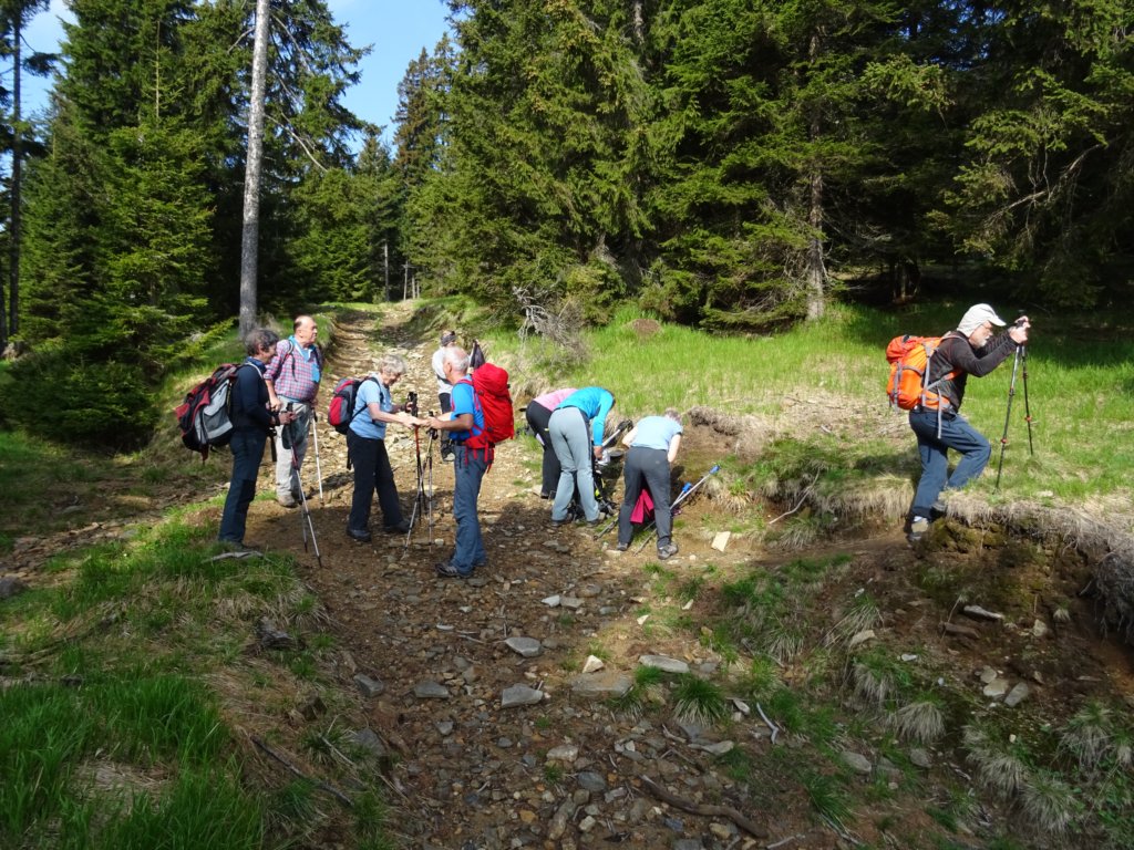 rogla8.jpg