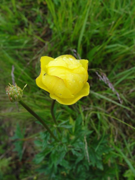 kokstarhand6.jpg