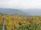 kostanjevica121_small.jpg