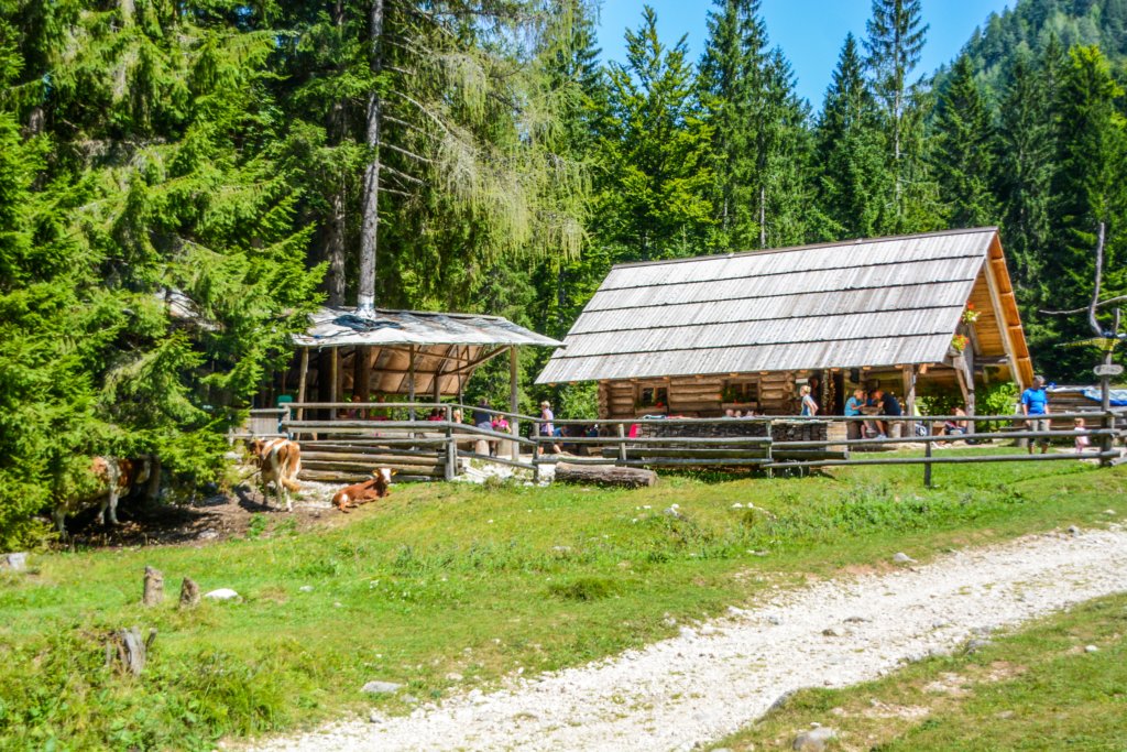 kurjivrh201760.jpg