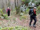 limberk202611_small.jpg
