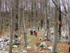 limberk20268_small.jpg