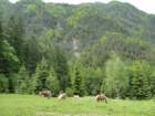 kocbekovopriznanje201243_small.jpg