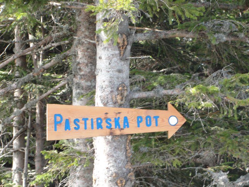medvedjak61.jpg