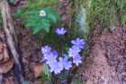 mirnagora202515_small.jpg