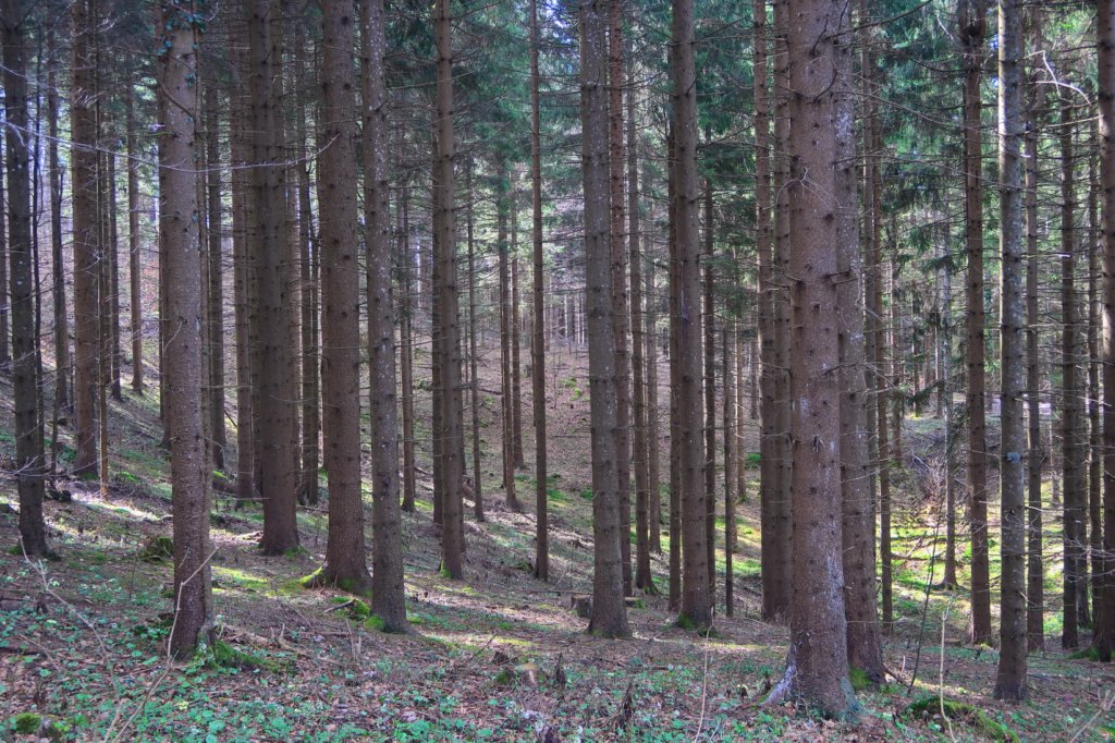 mirnagora202516.jpg