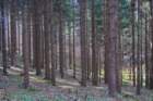 mirnagora202516_small.jpg