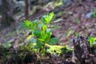 mirnagora202518_small.jpg