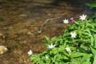 mirnagora202538_small.jpg