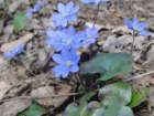 mirnagora34_small.jpg