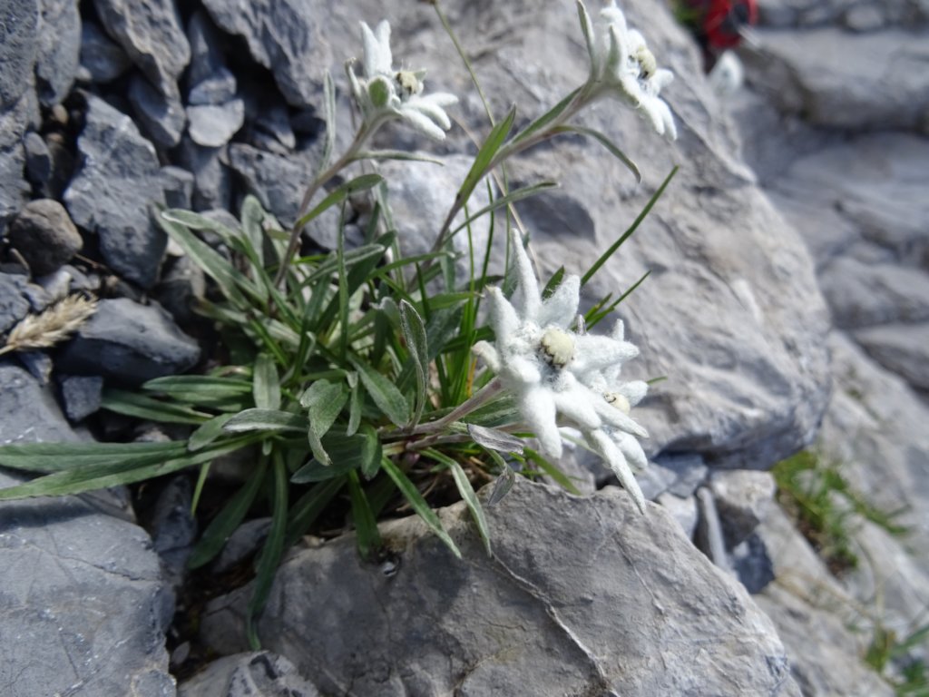 montezermula25.jpg