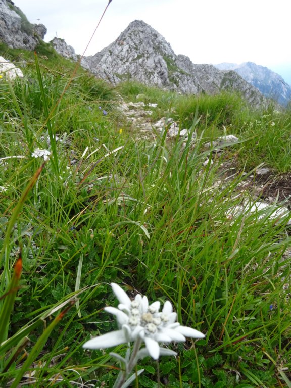 montezermula58.jpg