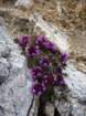 montezermula60_small.jpg