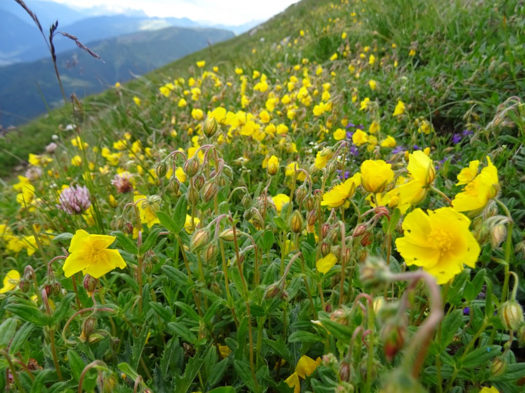 montezermula63.jpg