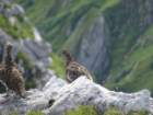montezermula87_small.jpg