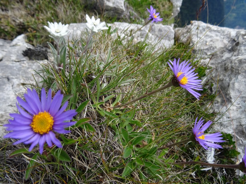 montezermula94.jpg