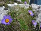 montezermula94_small.jpg