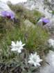 montezermula95_small.jpg