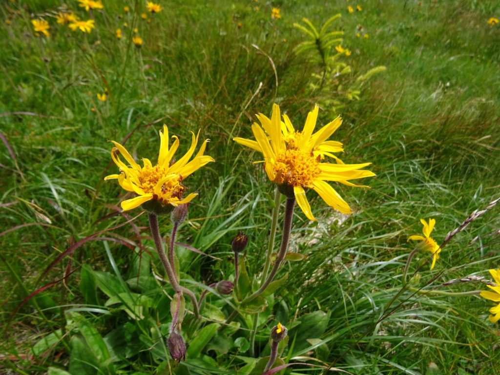 montezermula99.jpg