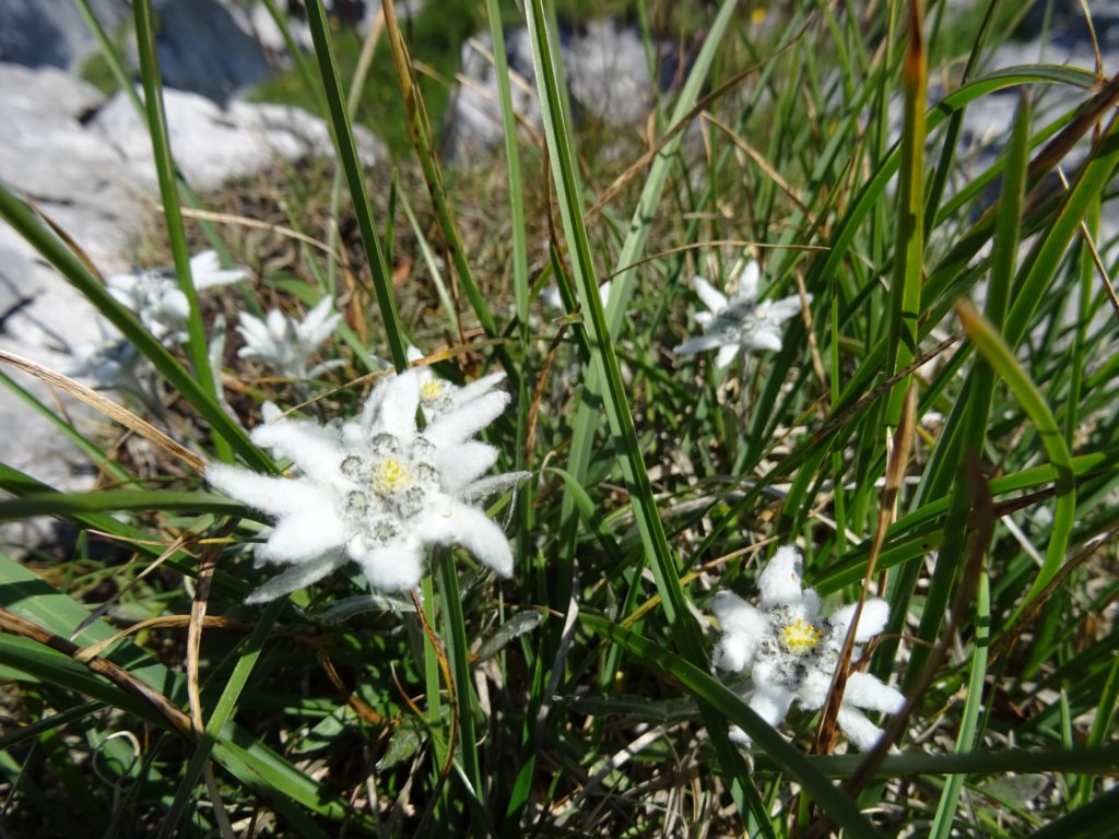 montezermula60.jpg