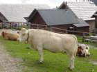 ojstrnik043_small.jpg