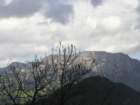 oleva82_small.jpg