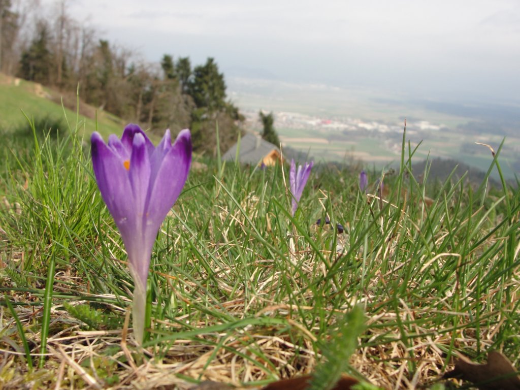 osolnik28.jpg