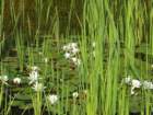 otmarjevapot22_small.jpg