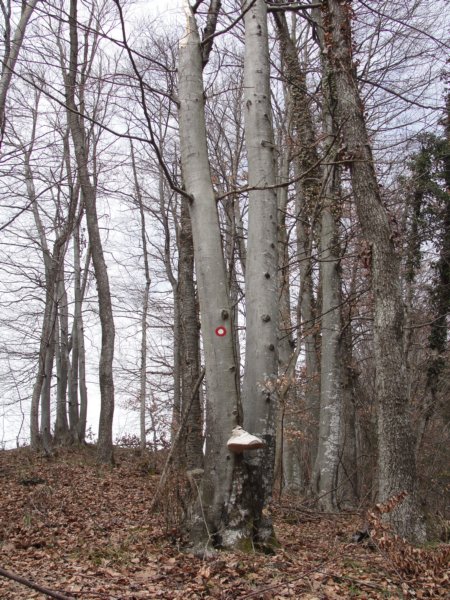 povrnica50.jpg