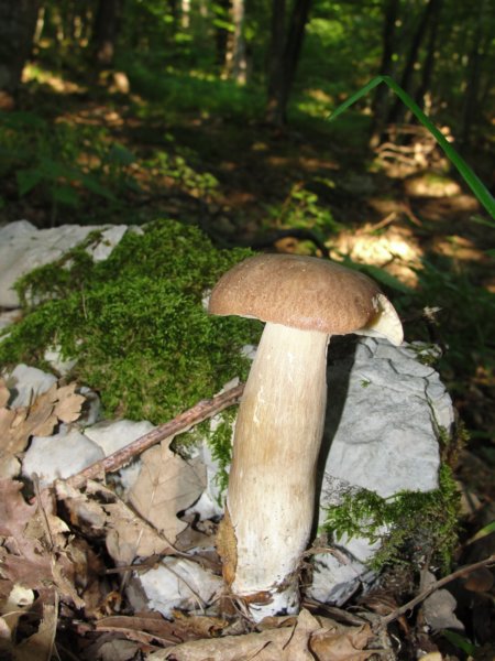 kronapotprijetnodomae4.jpg