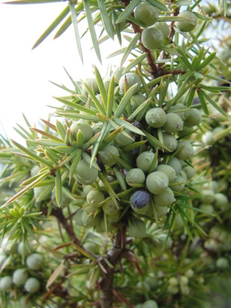primoinilentabor033.jpg