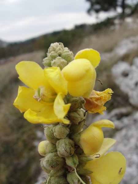 primoinilentabor044.jpg
