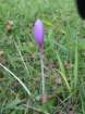 primoinilentabor067_small.jpg