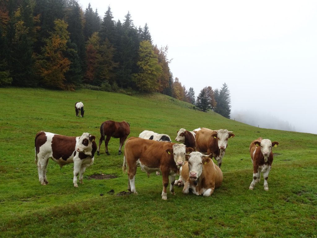 pakikozjak19.jpg