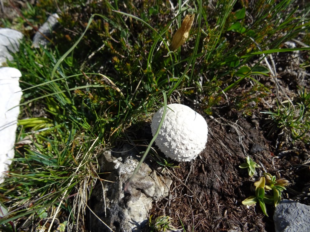 reisskofel201927.jpg