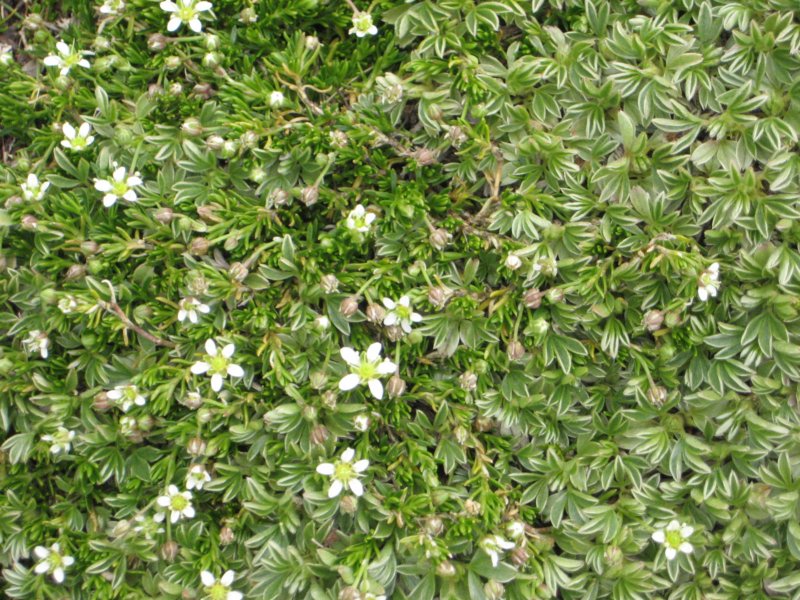 krlat201160.jpg